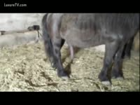 A quick enjoyment at the farm